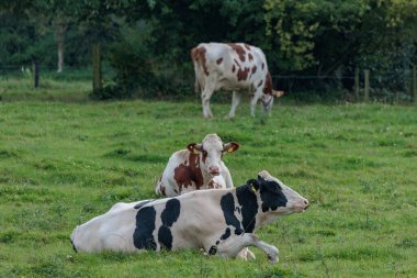 Vestfalya 'da bir çayırda inekler