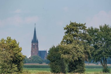 Vestfalya 'da bir çayırda inekler