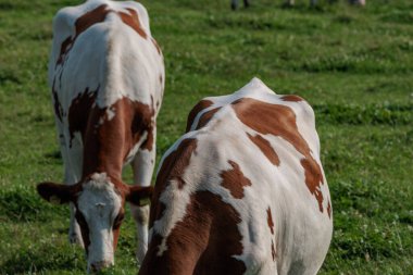 Vestfalya 'da bir çayırda inekler