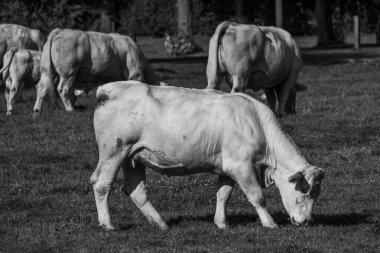 Westphalia 'daki beyaz inekler