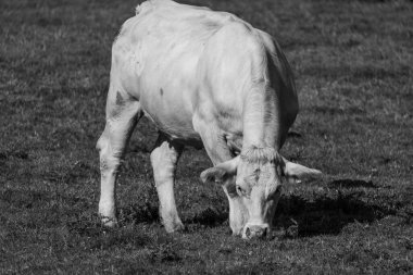 Westphalia 'daki beyaz inekler