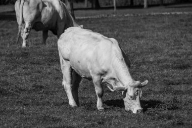 white cows in westphalia clipart