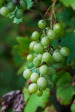 Bahçede yaz zamanı