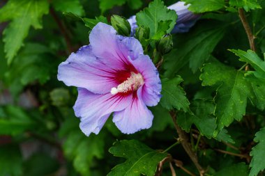 Bahçede yaz zamanı