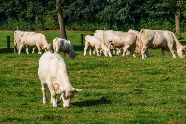 Westphalia 'da sığır gütmek