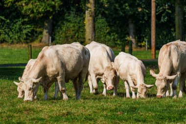 Westphalia 'da sığır gütmek