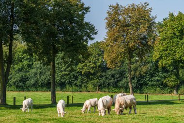 Westphalia 'da sığır gütmek