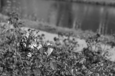 Westphalia 'daki Raesfeld Şatosu