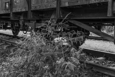 Tarihi bir çevrede eski lokomotifler ve vagonlar