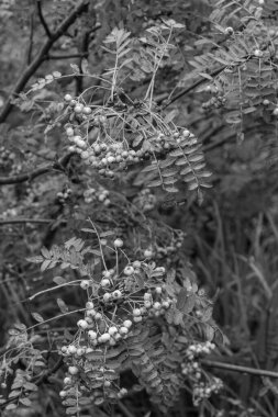 İskoçya 'daki Edinburgh Şehri