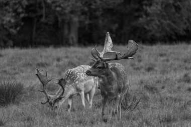 Alman muensterland 'inde geyikler