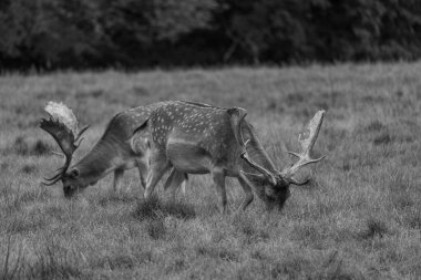 Alman muensterland 'inde geyikler