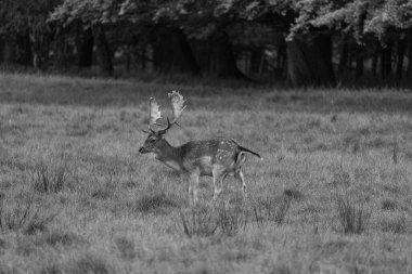 Alman muensterland 'inde geyikler