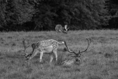 deers in the german muensterland clipart