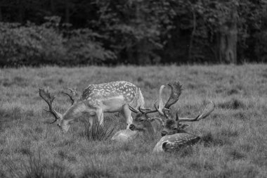 Alman muensterland 'inde geyikler