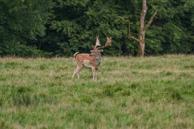 Alman muensterland 'inde geyikler