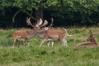 deers in the german muensterland clipart