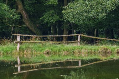 Alman muensterland 'inde geyikler