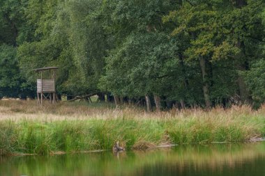 Alman muensterland 'inde geyikler