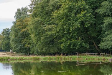 Alman muensterland 'inde geyikler