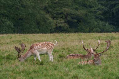 Alman muensterland 'inde geyikler