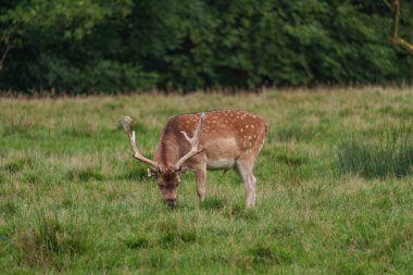 Alman muensterland 'inde geyikler