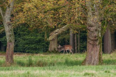 Alman muensterland 'inde geyikler
