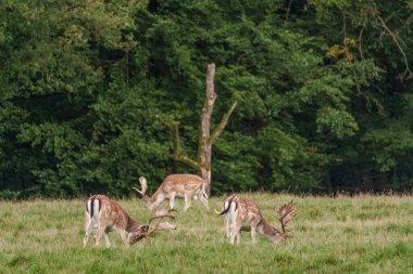 Alman muensterland 'inde geyikler