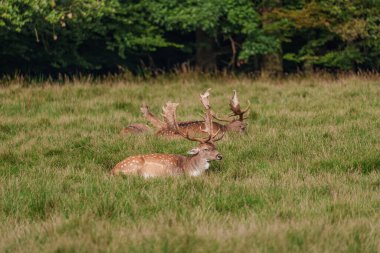 Alman muensterland 'inde geyikler