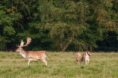 Alman muensterland 'inde geyikler