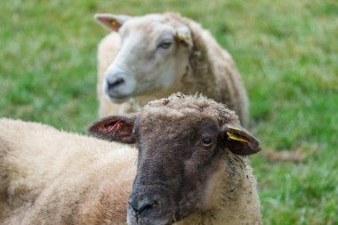 Westphalia 'da bir çayırda koyunlar