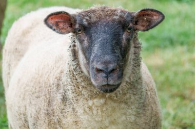 Westphalia 'da bir çayırda koyunlar