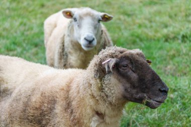Westphalia 'da bir çayırda koyunlar