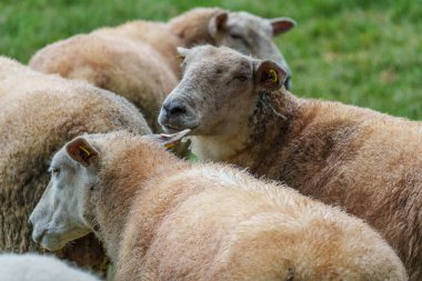 Westphalia 'da bir çayırda koyunlar