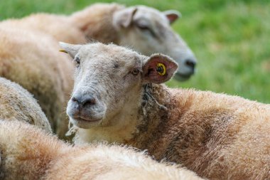 Westphalia 'da bir çayırda koyunlar