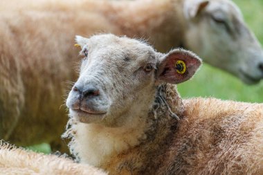 Westphalia 'da bir çayırda koyunlar