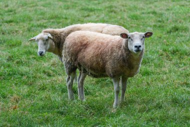 Westphalia 'da bir çayırda koyunlar