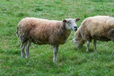 Westphalia 'da bir çayırda koyunlar