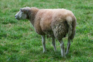 Westphalia 'da bir çayırda koyunlar