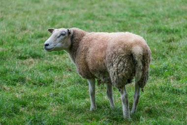 Westphalia 'da bir çayırda koyunlar