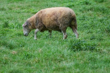 Alman Sauerland 'inde Willingen