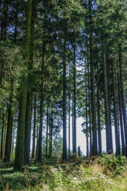 Alman Sauerland 'inde Willingen