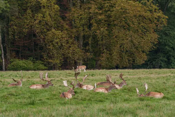 Alman muensterland 'inde geyikler