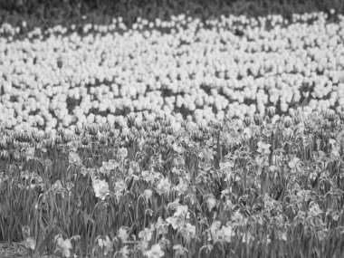 Hollanda 'da Egmond aan zee