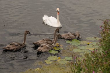 the city of copenhagen in denmark