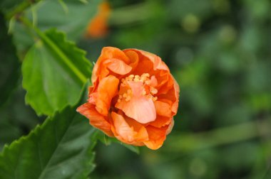 Göl kenarındaki çiçekler.