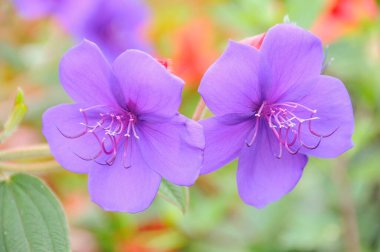 Göl kenarındaki çiçekler.