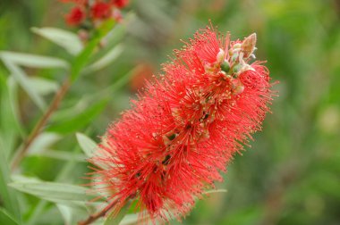Göl kenarındaki çiçekler.