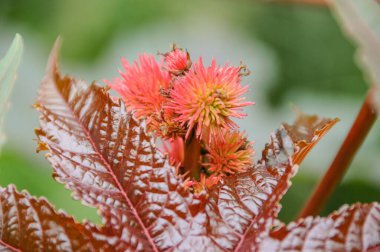 Göl kenarındaki çiçekler.
