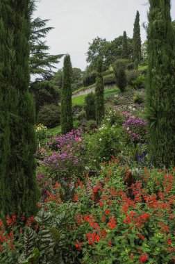 Göl kenarındaki çiçekler.